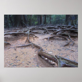 Skog på Mt. Kurama Poster