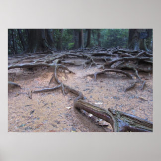 Skog på Mt. Kurama Poster