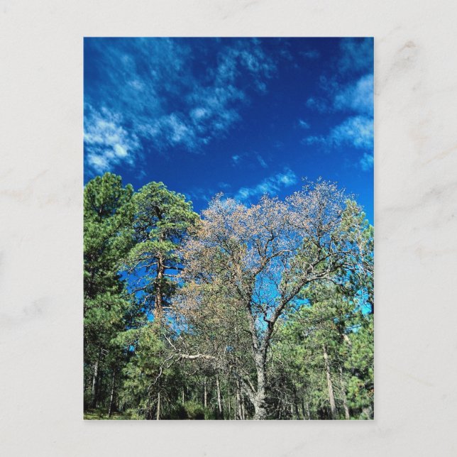 Skog på Mt. Laguana, Cleveland State Park, Ohio. Vykort (Framsida)