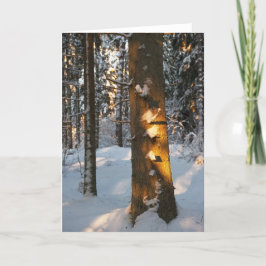 Skog på vintern helgkort