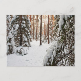 Skog på vintern vykort