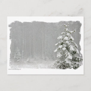 Skog på vintern vykort