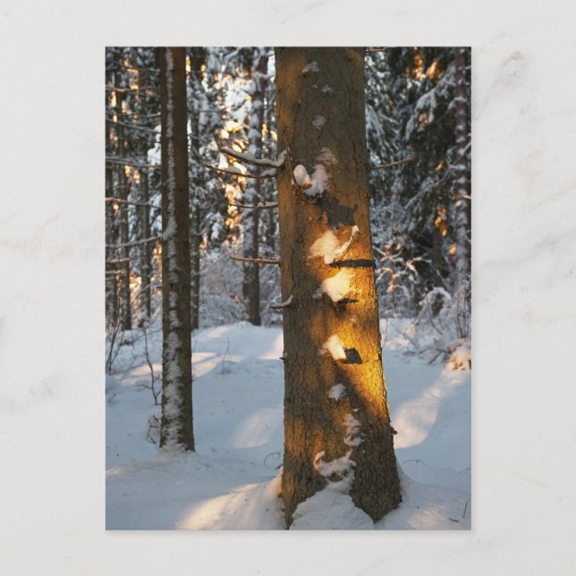 Skog på vintern vykort (Framsida)