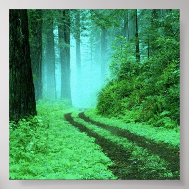 skog poster (Framsidan)