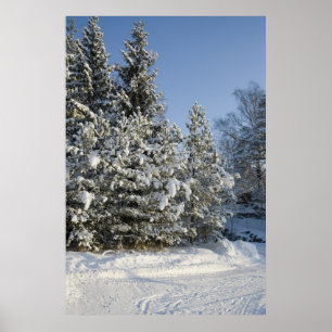 Skog Poster