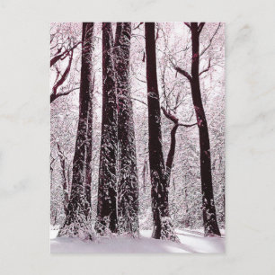 SKOG SNÖIG VINTERSCENERI  VYKORT