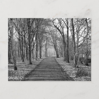 Skog, svart/vitt vykort