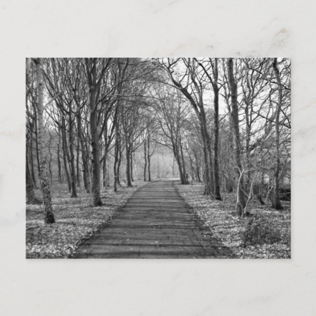 Skog, svart/vitt vykort (Framsida)