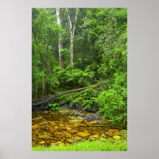 Skog, The Knysna-Amatole Montane Forests Poster (Framsidan)