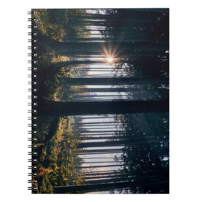 Skog, träd, solljus anteckningsbok (Framsidan)