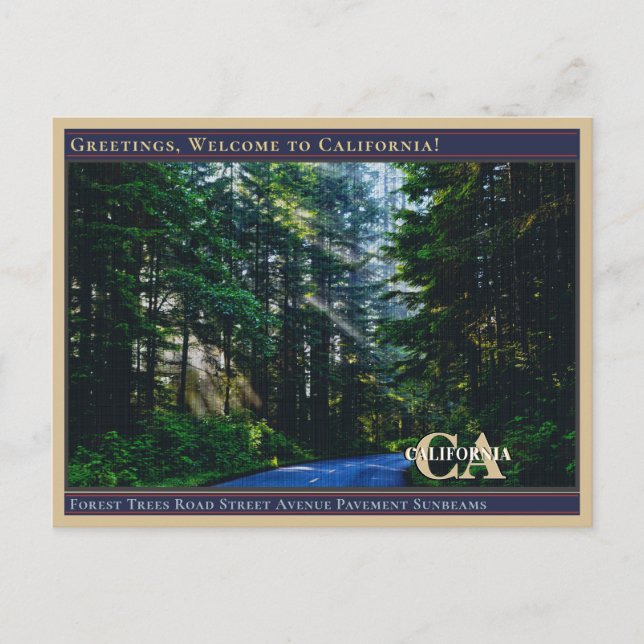 Skog Träd Väg Gata Allé Gata Beläggning Solstrålar Vykort (Framsida)