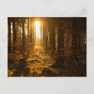 Skog under hösten Baden Württemberg, Tyskland Vykort