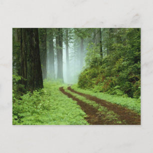 Skog Vykort