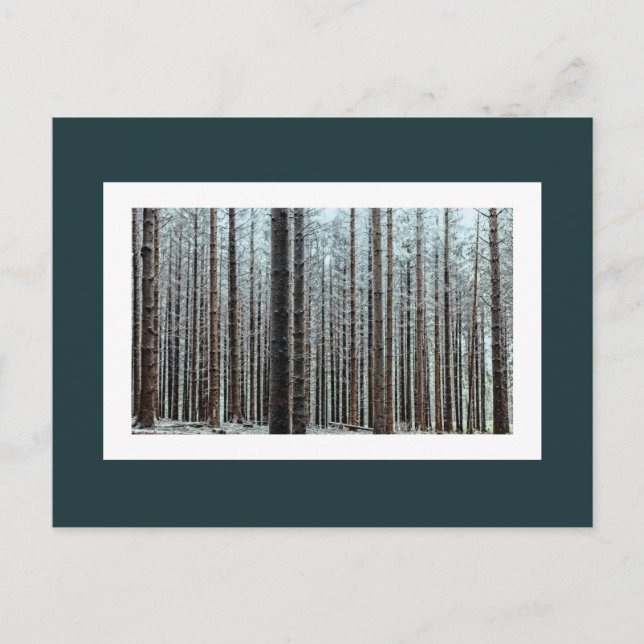 Skog Vykort (Framsida)