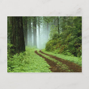 Skog Vykort