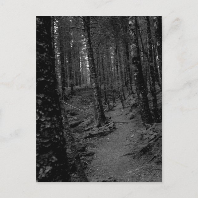 Skog Vykort (Framsida)