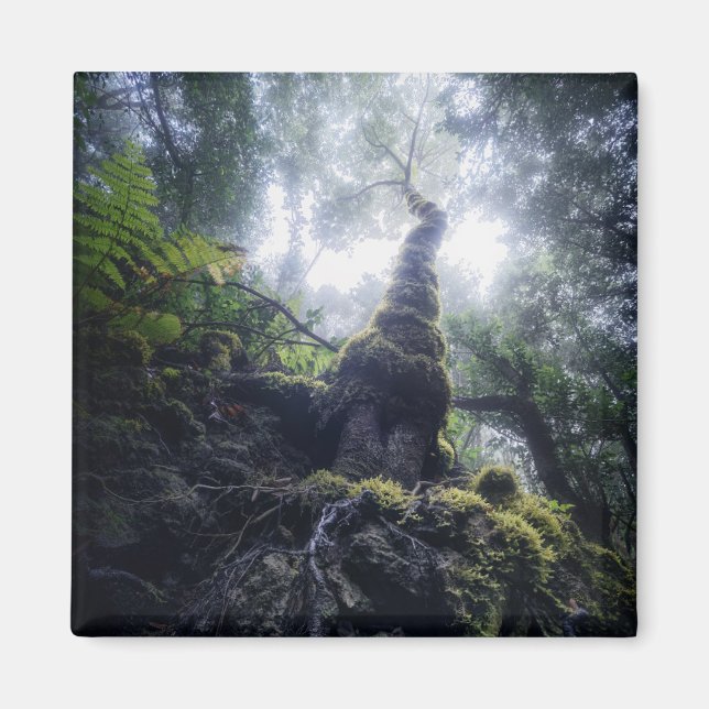 Skogar | Anaga Rural Park Kanarieöarna Magnet (Framsidan)