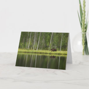Skogar Björn i Taiga Forest Northern Finland Kort
