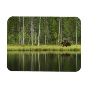 Skogar Björn i Taiga Forest Northern Finland Magnet