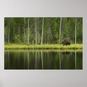 Skogar Björn i Taiga Forest Northern Finland Poster