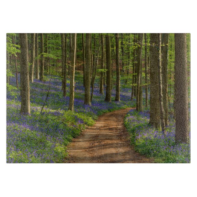 Skogar | Bluebell Forest i Belgien (Framsidan)