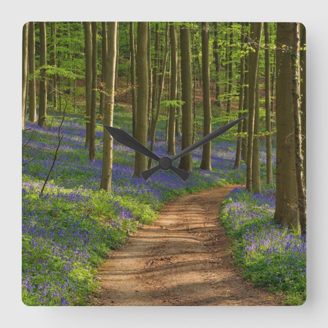 Skogar | Bluebell Forest i Belgien Fyrkantig Klocka (Framsida)