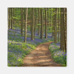 Skogar Bluebell Forest i Belgien Magnet