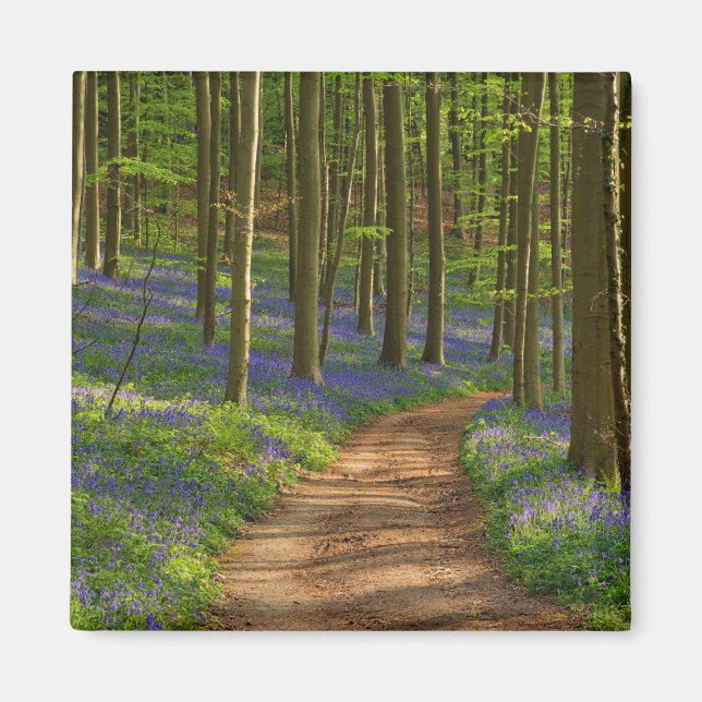Skogar | Bluebell Forest i Belgien Magnet (Framsidan)