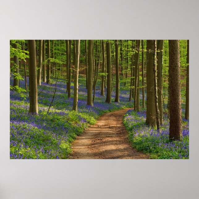 Skogar | Bluebell Forest i Belgien Poster (Framsidan)