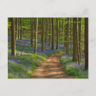 Skogar Bluebell Forest i Belgien Vykort