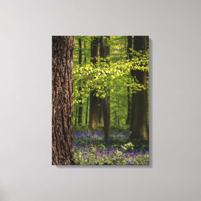 Skogar | Bluebells i Belgien Canvastryck (Framsida)