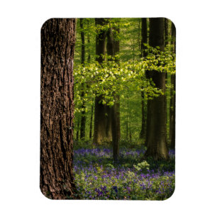 Skogar Bluebells i Belgien Magnet