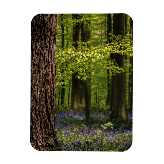 Skogar | Bluebells i Belgien Magnet (Vertikal)