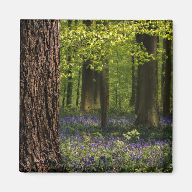 Skogar | Bluebells i Belgien Magnet (Framsidan)