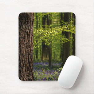 Skogar Bluebells i Belgien Musmatta