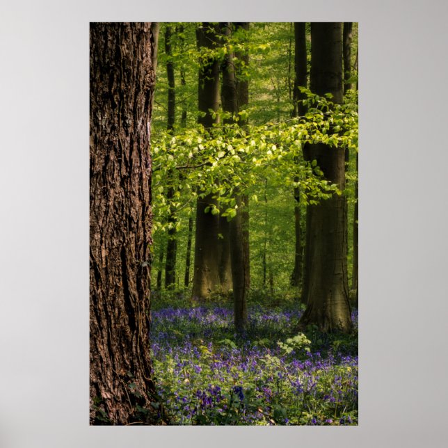 Skogar | Bluebells i Belgien Poster (Framsidan)