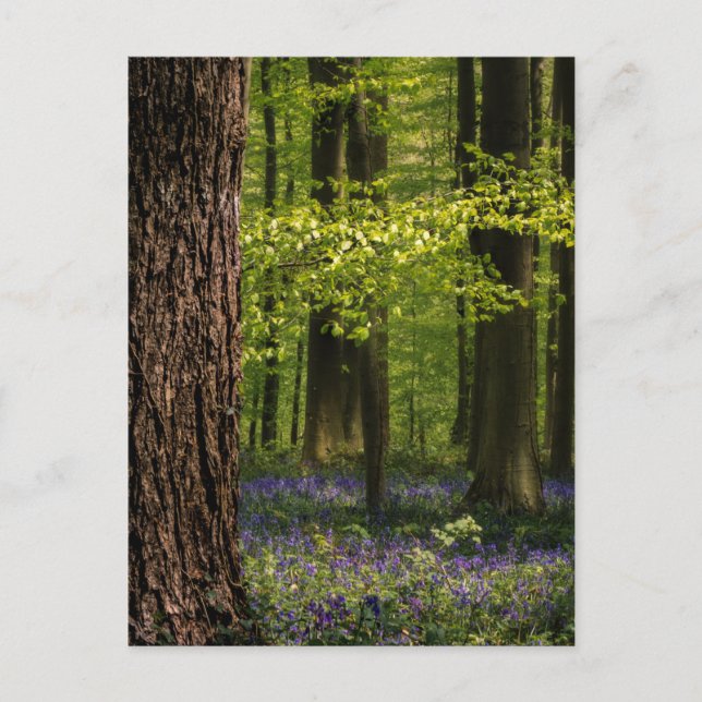 Skogar | Bluebells i Belgien Vykort (Framsida)