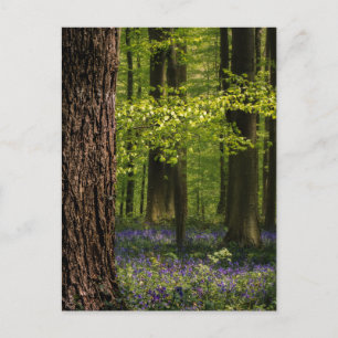 Skogar Bluebells i Belgien Vykort