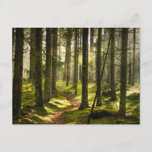 Skogar Boreala skogen Sverige Vykort
