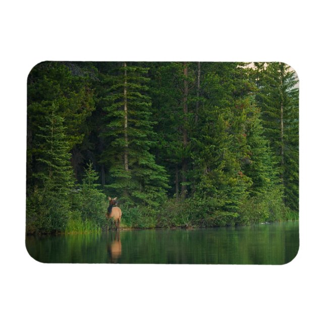 Skogar | Elk i Banff nationalpark Alberta Magnet (Horisontell)