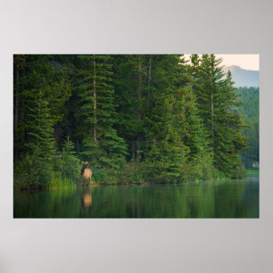 Skogar Elk i Banff nationalpark Alberta Poster