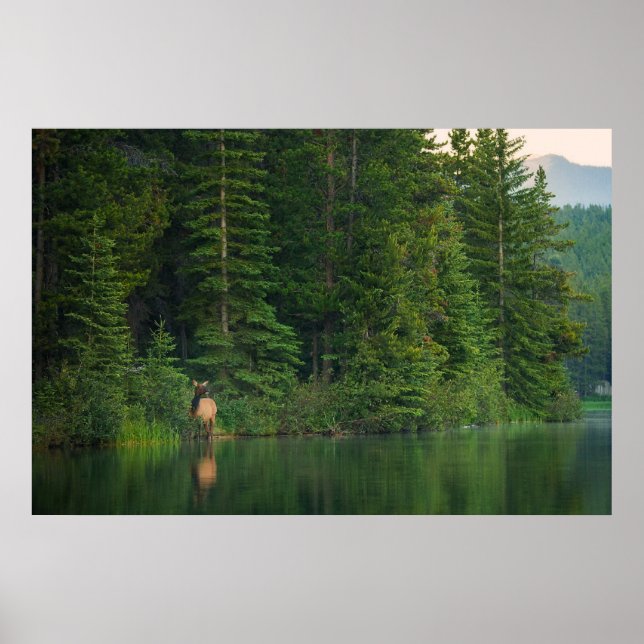 Skogar | Elk i Banff nationalpark Alberta Poster (Framsidan)