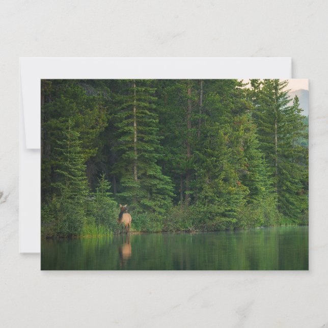 Skogar | Elk i Banff nationalpark Alberta Tack Kort (Framsida)