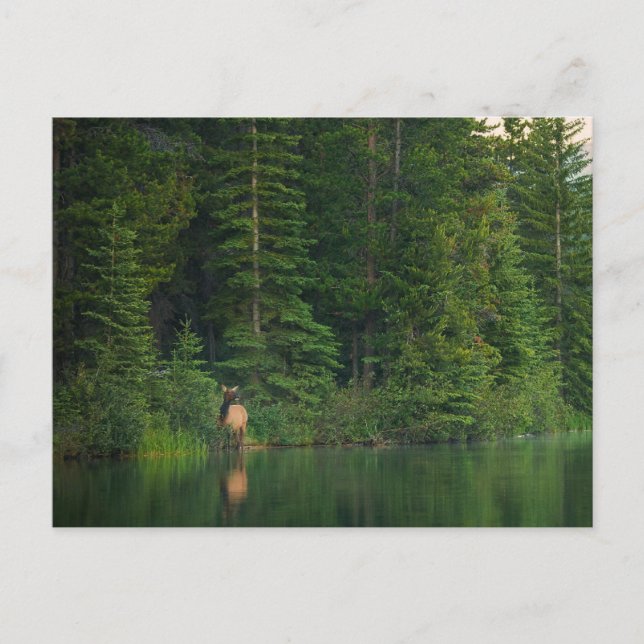 Skogar | Elk i Banff nationalpark Alberta Vykort (Framsida)