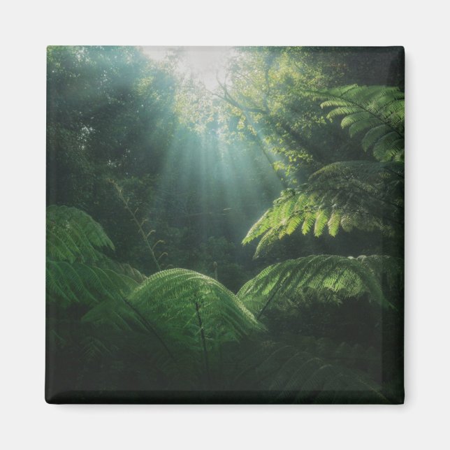 Skogar | Ferns i regnskog Magnet (Framsidan)