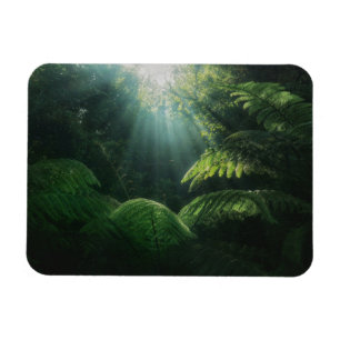 Skogar Ferns i regnskog Magnet