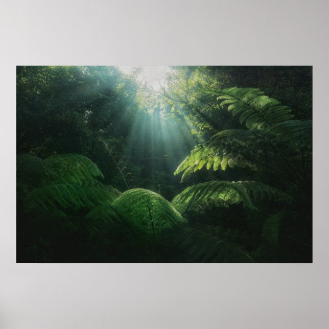 Skogar | Ferns i regnskog Poster (Framsidan)