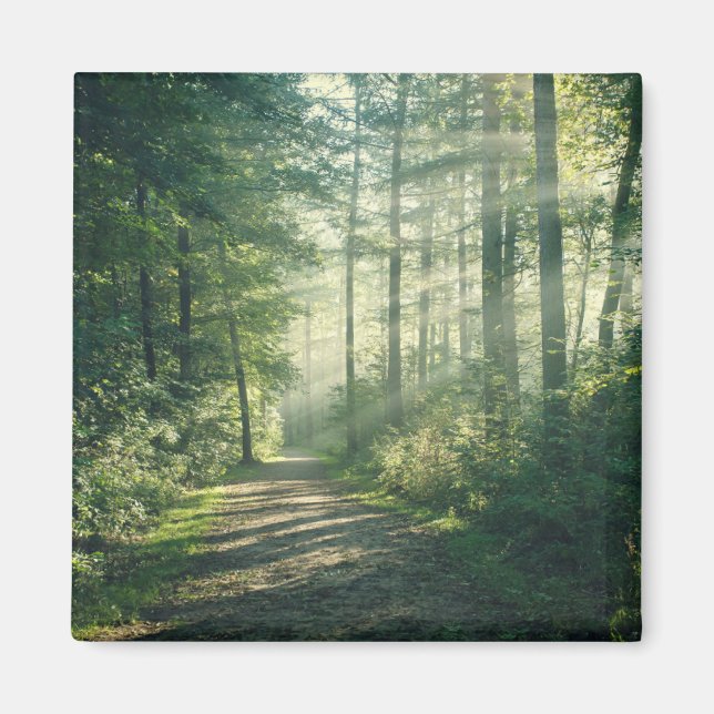 Skogar | Forest Väg Hamburg Tyskland Magnet (Framsidan)