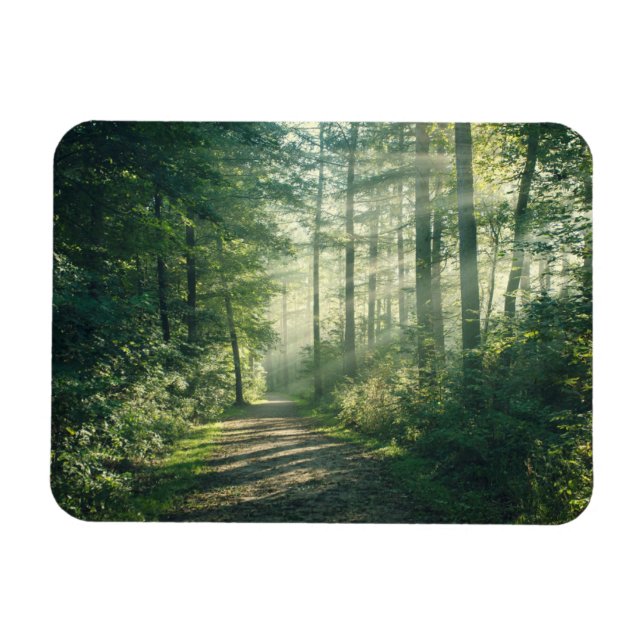 Skogar | Forest Väg Hamburg Tyskland Magnet (Horisontell)