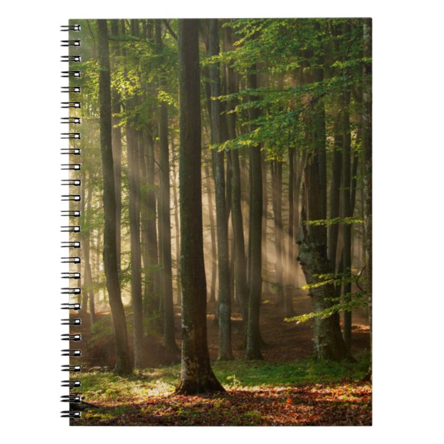 Skogar | Höstskog Anteckningsbok (Framsidan)